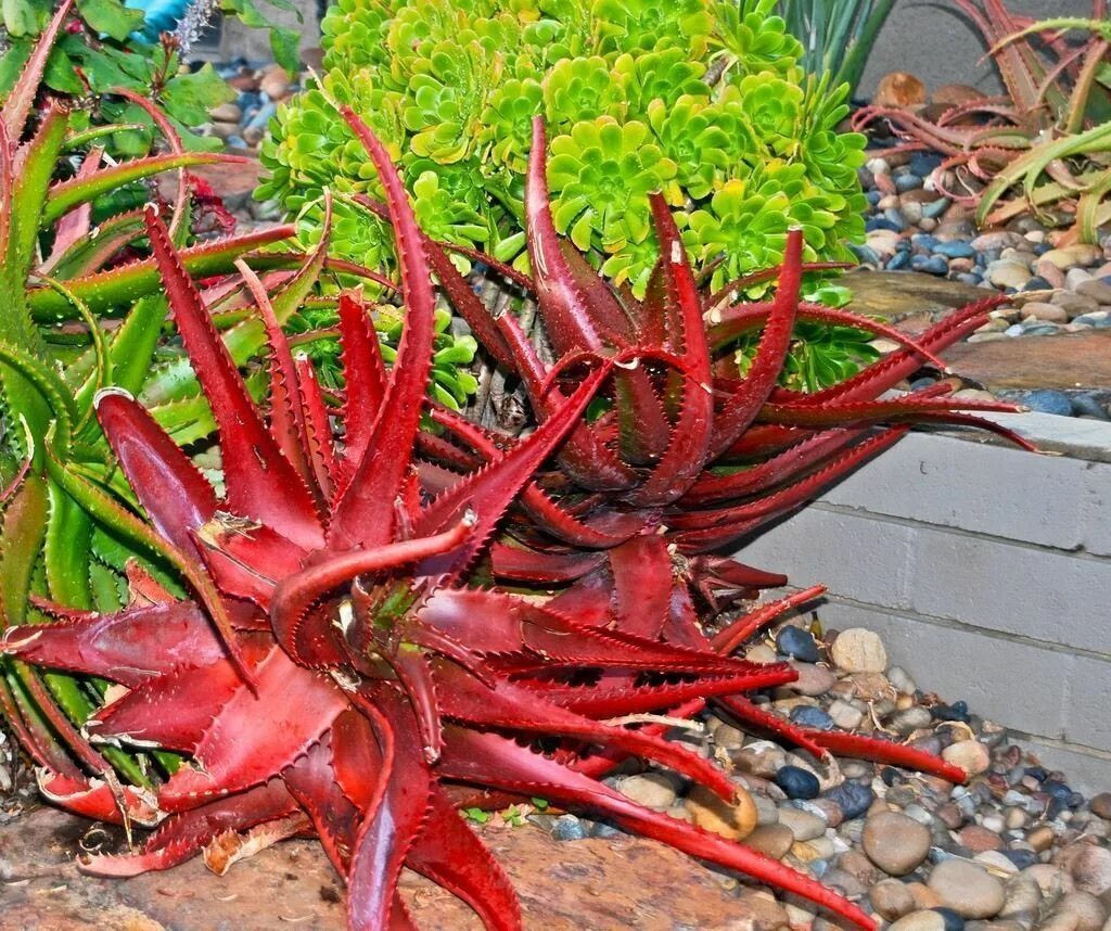 Алоэ краснеет. Aloe cameronii. Алоэ Вариегата красное.