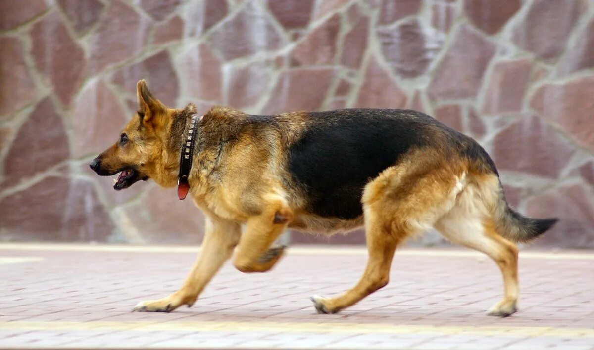Romanian Dog Breeds Flash Sales www.baikalcinema.ru