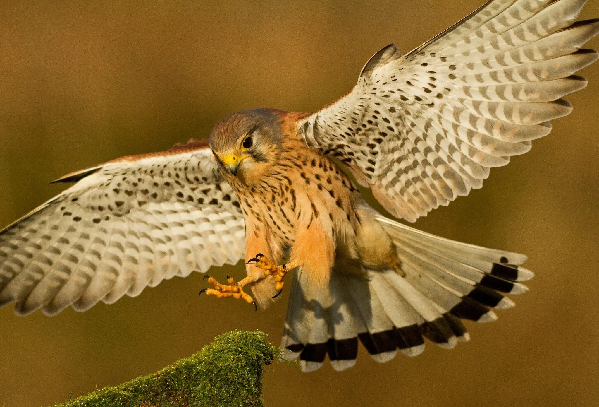 Соловей-красношейка luscinia calliope. Птицы картинки. Красная пиранга. Красивые птицы фото. Обои с птицами.