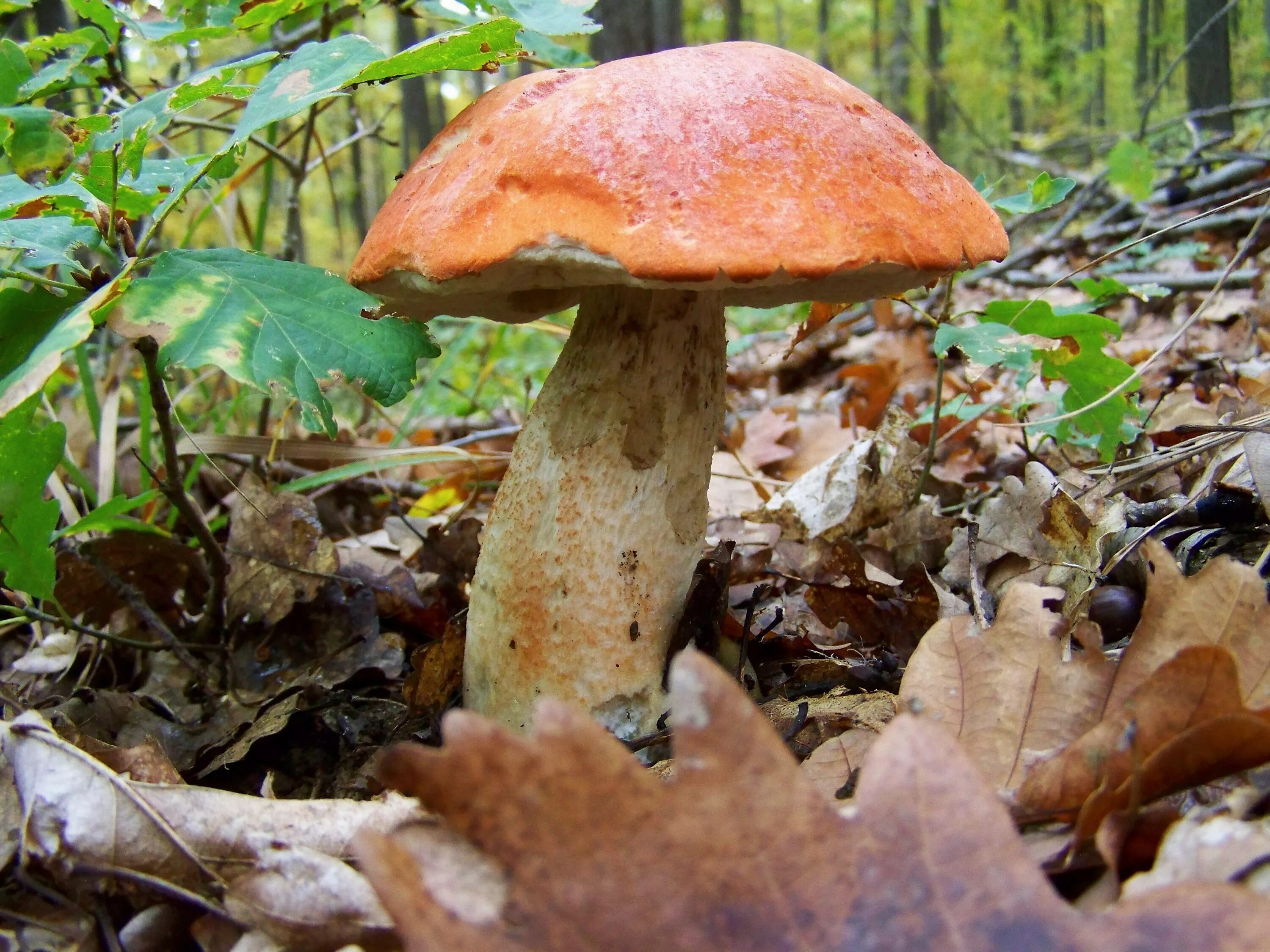 Хороша грибами время года. Грибы ХМАО. Лесные грибы Поволжья. Грибы в смешанном лесу. Съедобные грибы Поволжья.