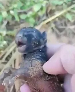 Спасла черного