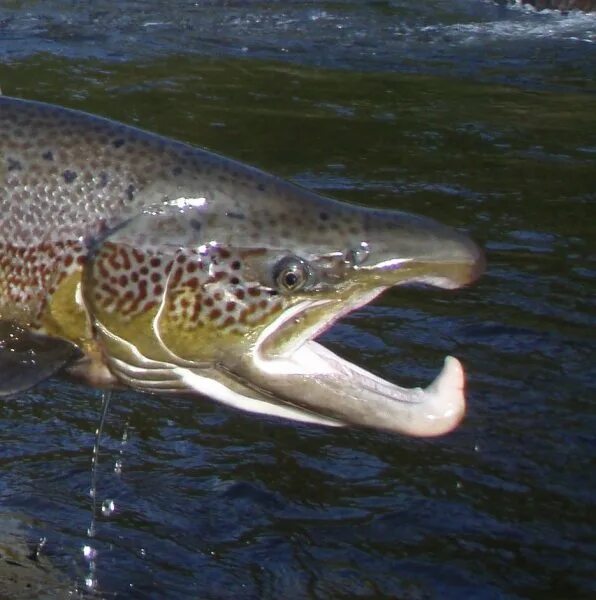 Как выглядит рыба лох Sockeye Salmon Salmon fishing, Sockeye salmon, Sockeye