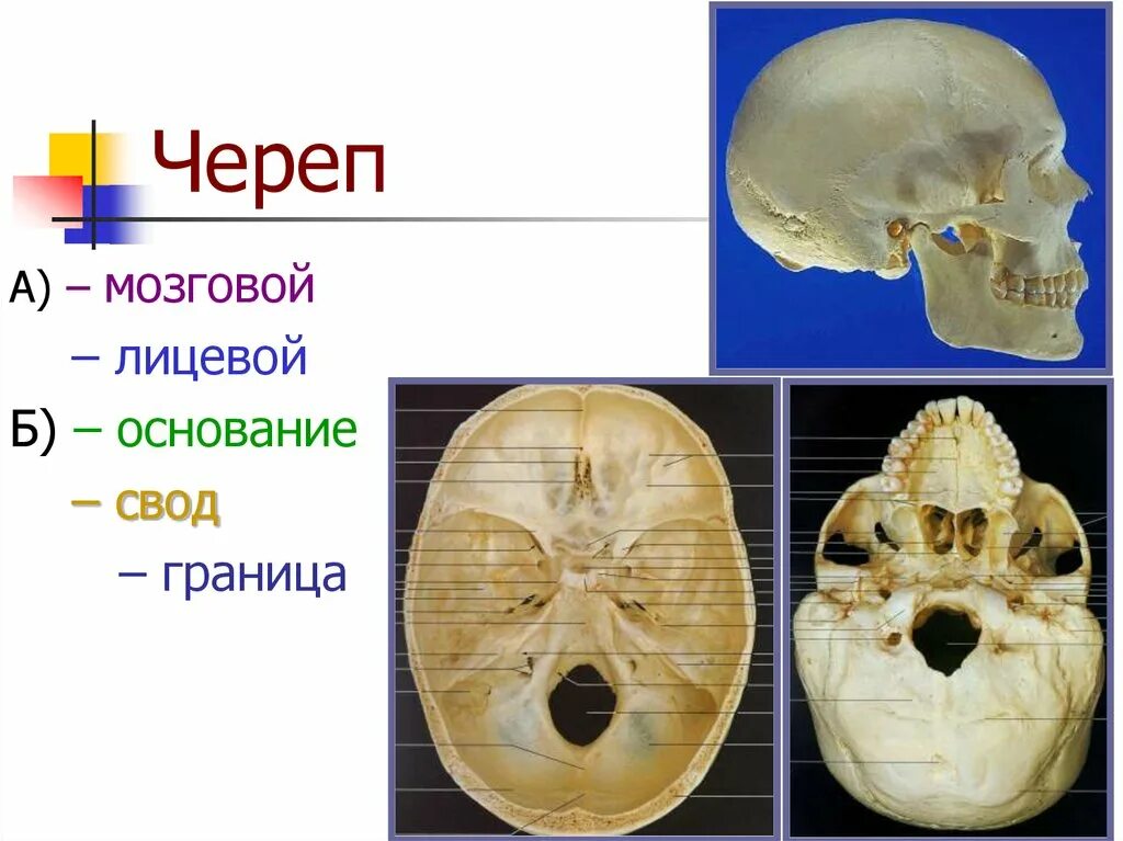 Головной мозг границы. Свод и основание черепа. Свод черепа и основание черепа граница. Мозговой череп свод и основание. Граница свода и основания черепа.