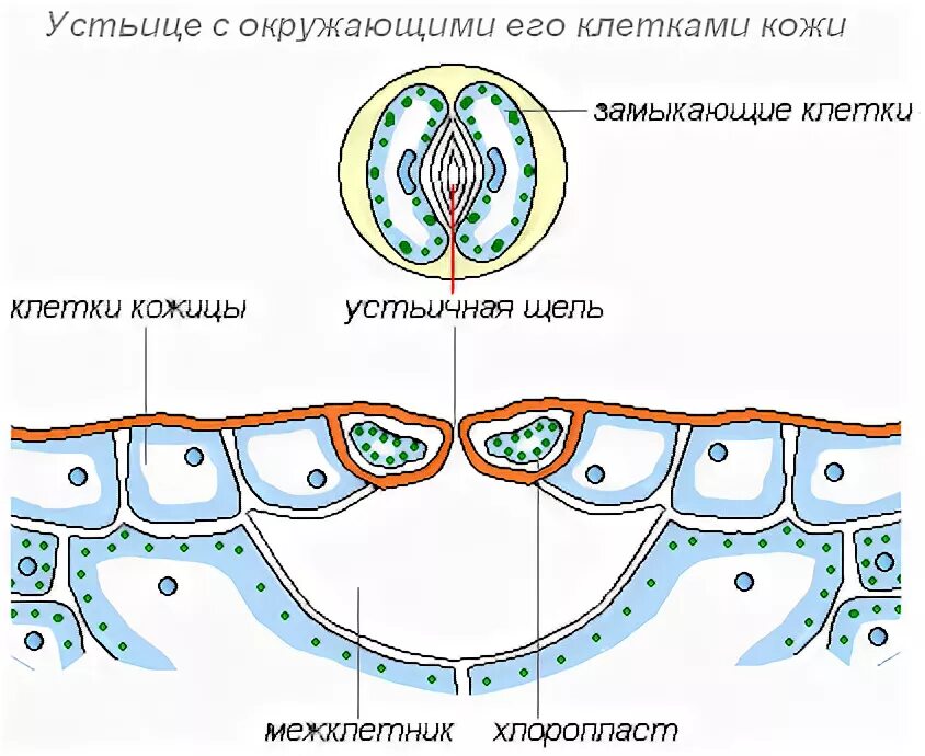 Устье растений. Строение устьица и клеток листа. Строение устьиц растений. Строение клетки устьица. Устьице с окружающими его клетками кожицы.