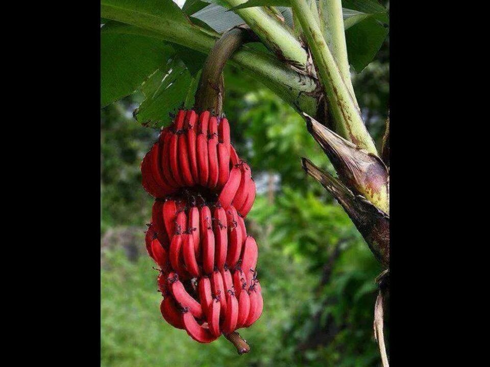 Красные мини бананы. Бан бан красный. Красный банан растение комнатное. Бывают ли красные бананы. Красные бананы купить