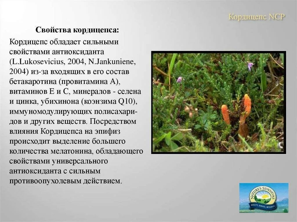 Применение гриба кордицепс. Кордицепс однобокий гриб. кордицепс однобокий гриб описание. гималайский гриб кордицепс. кордицепс китайский гриб.