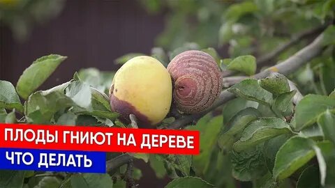 Яблоки гниют прямо на дереве что делать
