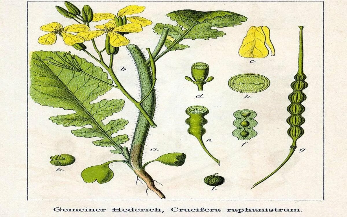 Плод стручок сурепка. Крестоцветные редька Дикая. Редька Дикая плод стручок. Редька Дикая семейство крестоцветные. Крестоцветного растения капусты огородной