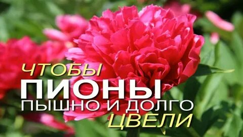 Какое удобрение пионам