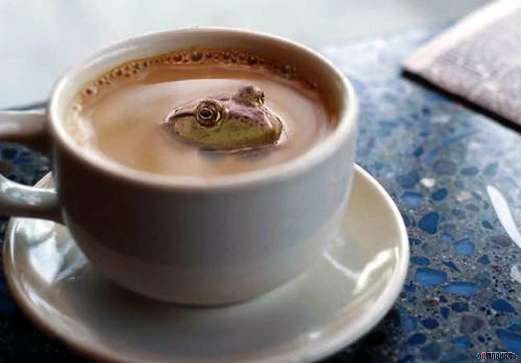 Утром пойдешь. Жаба в чашке. Лягушка в кофейной чашке. Смешная чашка кофе. Лягушка с чашкой кофе.