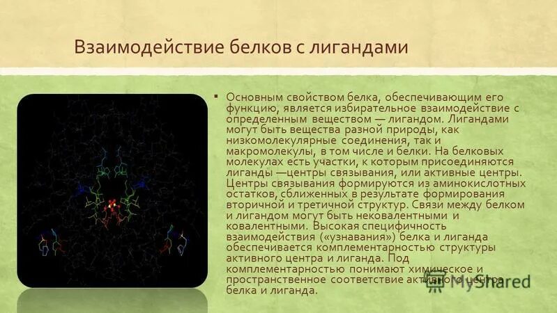 Взаимодействие белков с лигандами. Взаимодействие белка с лигандом. Механизм взаимодействия белок лиганд. Избирательное взаимодействие белков с лигандами. Пояснить главную функцию белков