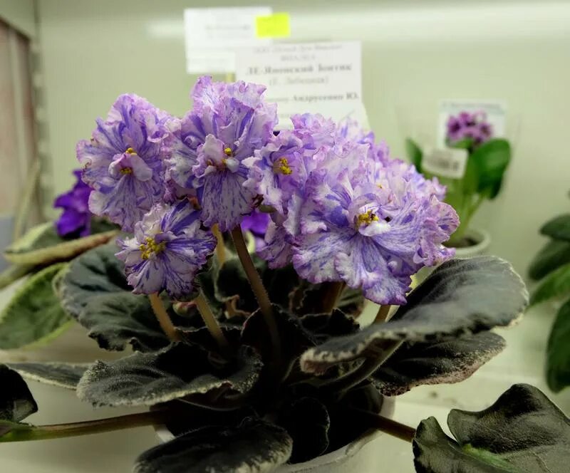 фиалки форум