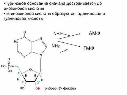 Гуаниловый нуклеотид