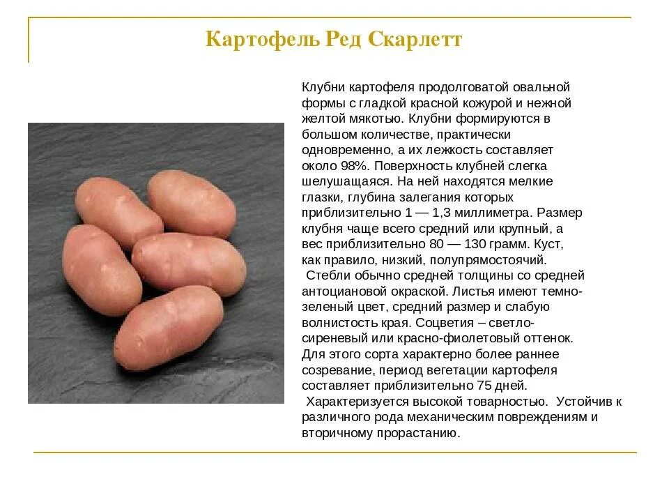 Картофель содержание
