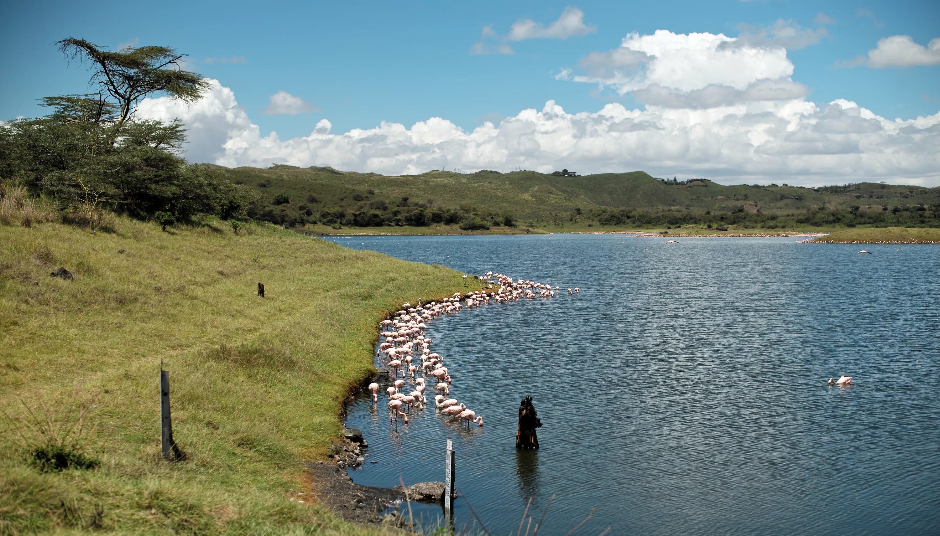 Озеро ливингстона африка. Танзания озеро Танганьика. Озеро Ньяса в Танзании. Озеро Танганьика национальный парк.