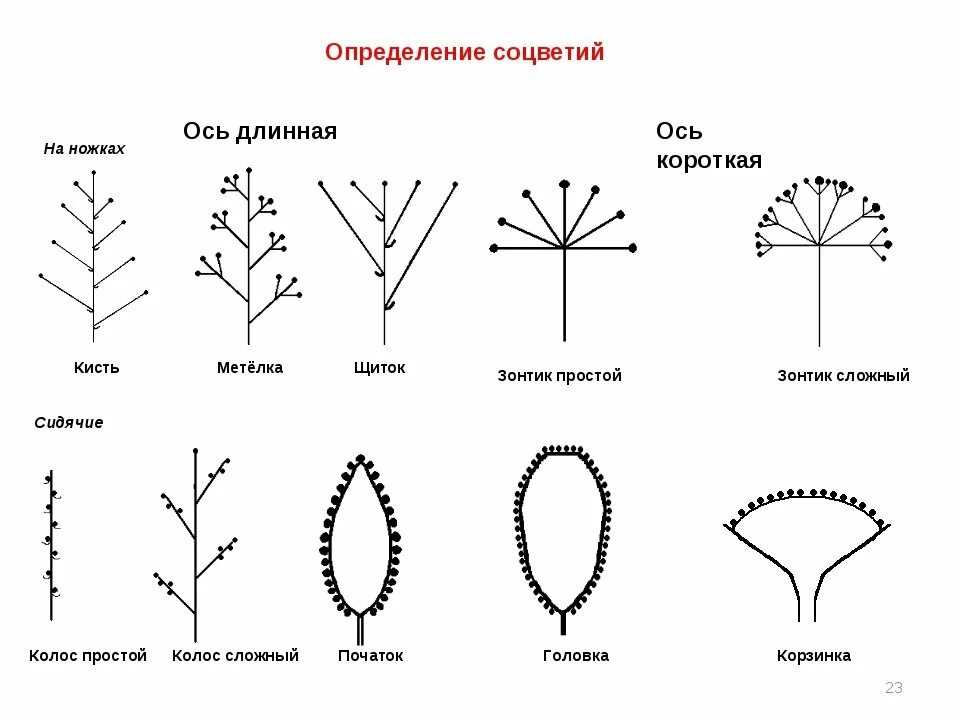 Соцветие метелка схема. Схема соцветия сложная кисть метелка. Сложный щиток соцветие схема. Соцветие колосовидная метелка. Щиток у каких растений