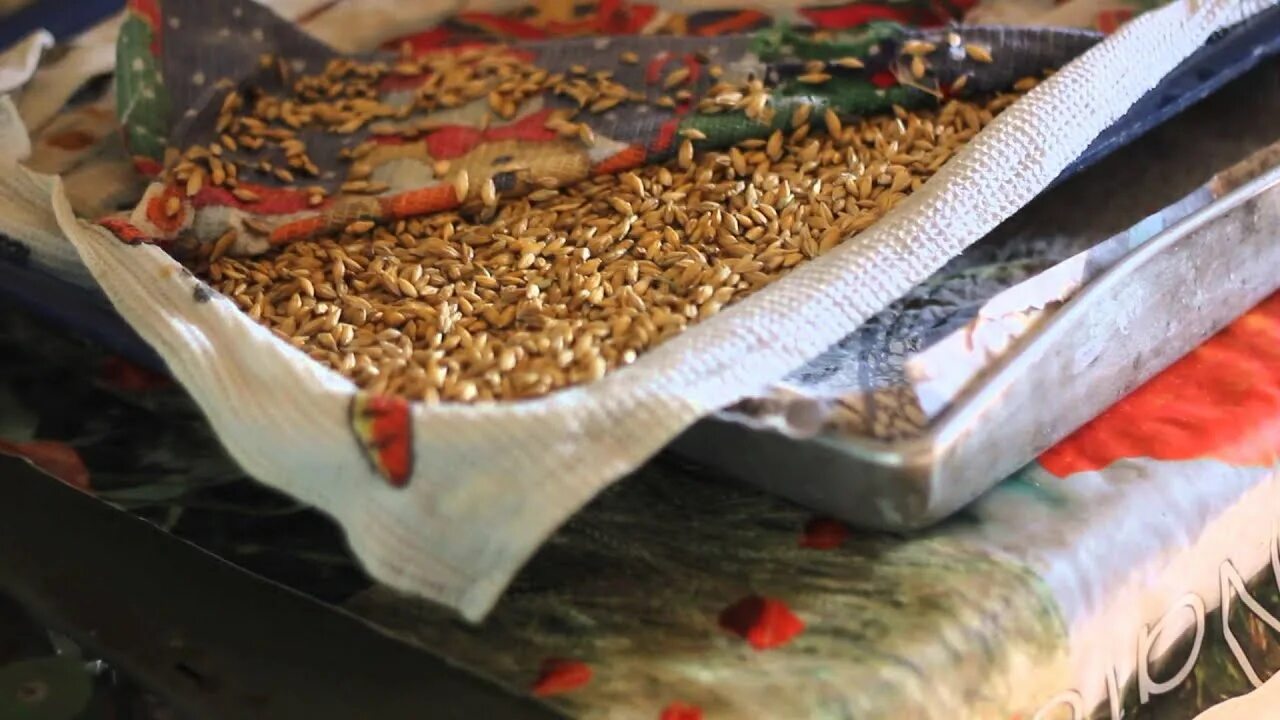 Пшеница для проращивания. Проращивание зерна для кур. Пророщенная пшеница для кур. Пшеница курам несушкам. Пророщенное зерно для птиц.