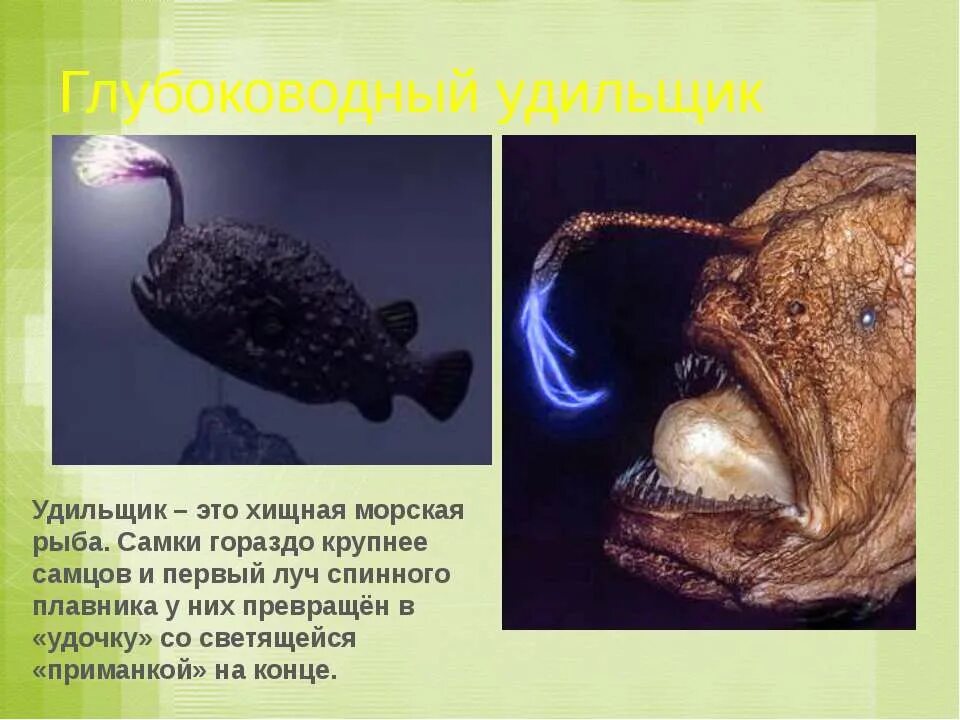 Сравните условия обитания рыб удильщика и акулы. Рыба удильщик сообщение 5 класс. доклад про удильщика. рыба удильщик описание. рыба удильщик рыба удильщик.