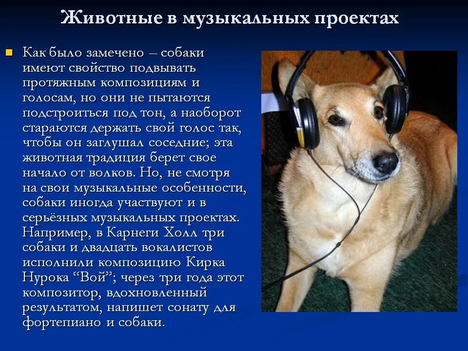 Музыка к животным. Влияние музыки на животных. влияние музыки на собак. как музыка влияет на животных. влияние звука на животных.