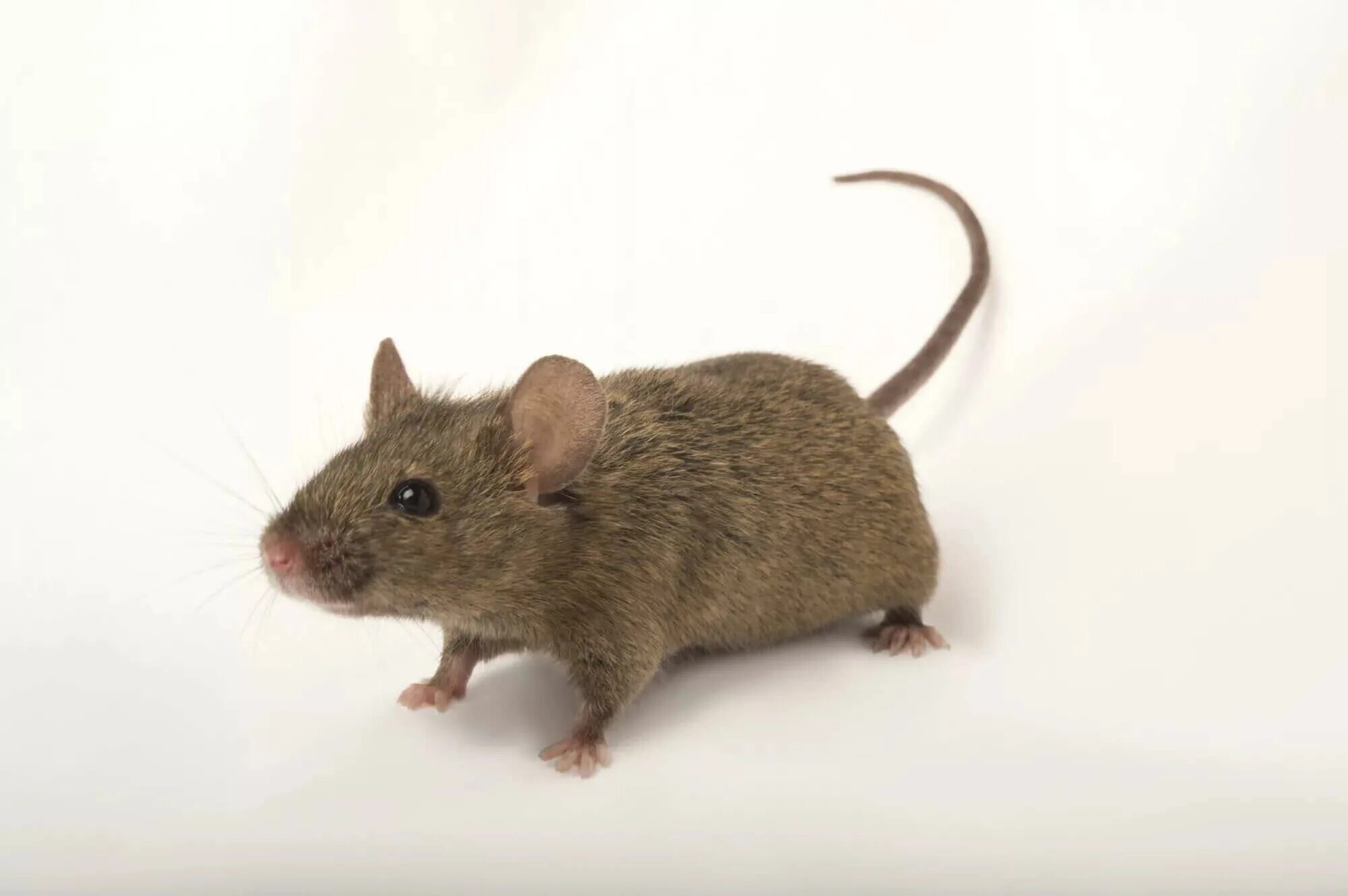 Che fare. Mus musculus домовая мышь. Мышь домовая (mus musculus l.. Акомис иглистая мышь. Восточноазиатская мышь Apodemus peninsulae Thomas, 1907.