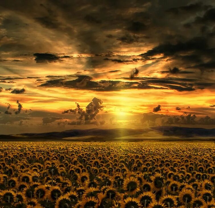 Urban fields
