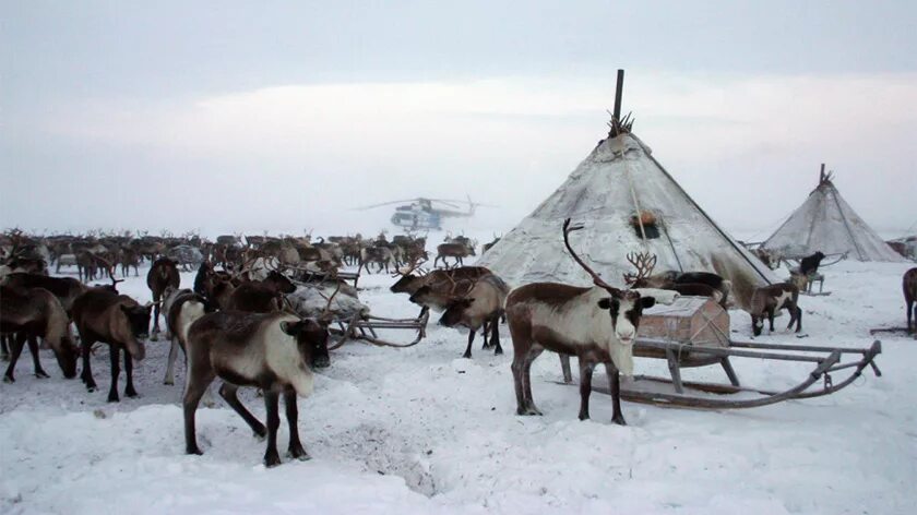 Чум ханты и манси. Ханты манси картины художников. Эвенки якутии живопись. Чум олени. Ненцы, саамы, манси, ханты.