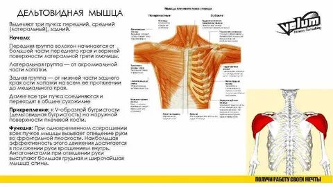 Дельтовидная мышца выполняет функцию