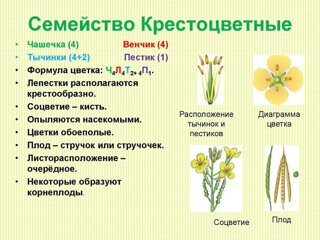 Виды естественных семейств. Цветки растений семейства крестоцветные. семейство крестоцветных растений представители. характеристика семейства крестоцветные. семейство крестоцветные капустные примеры.