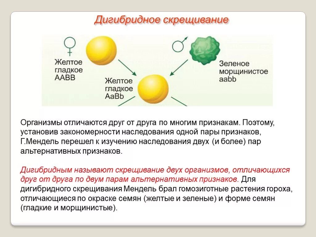 Дигибридное скрещивание последовательность действий. Закономерности наследования дигибридное скрещивание. Генетика дигибридное скрещивание. 3 Закон Менделя дигибридное скрещивание. 3 Закон Менделя скрещивание.