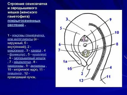 Что развивается внутри семязачатка 6 класс