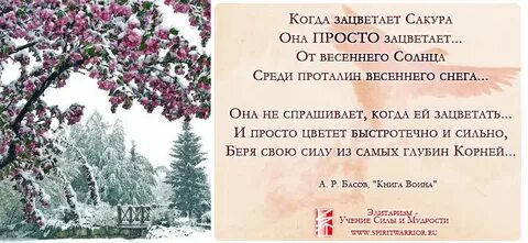 Сакура стихи