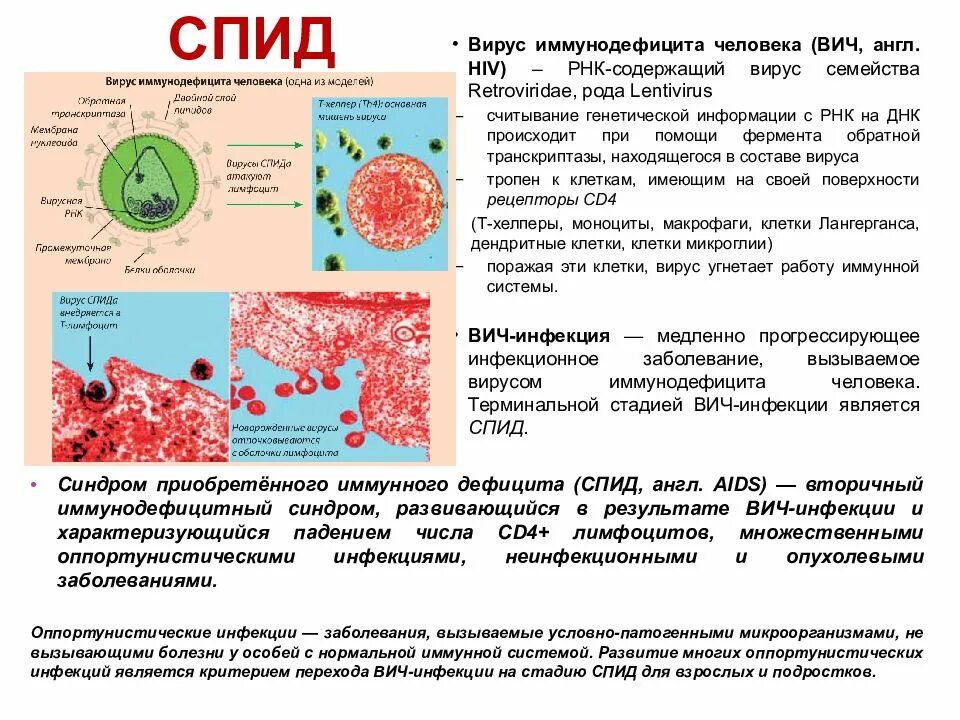 Вирус иммунодефицита человека поражает в первую очередь. Вирус иммунодефицита человека вич характеризуется. Вич инфекция. Вирус иммунодефицита человека вич характеризуется. Клиническая стадия 2 вич.