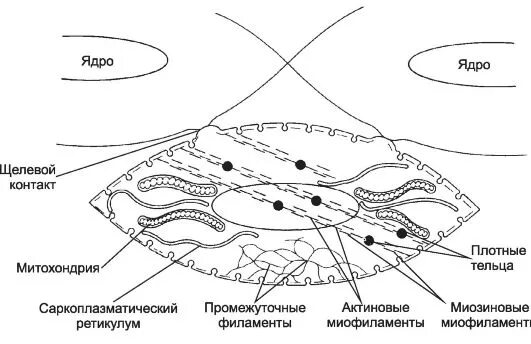 Сократительный аппарат мышечной клетки. Строение миоцитов. Схема механизма сокращения гладкого миоцита. Плотные пластинки гладких миоцитов. Сократительный аппарат гладких мышц.
