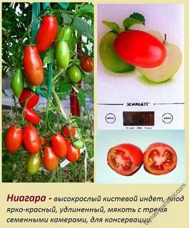 Томат ниагара описание отзывы