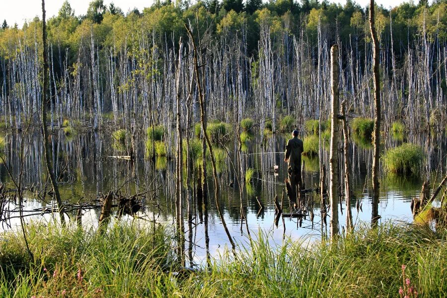 М болотный. Водно-болотных угодьях (Рамсарская) РФ. Водно-Болотное угодье "Псковско-Чудская Приозерная низменность". Водноболотние угодя Росии. Водно болотные угодья заб край.