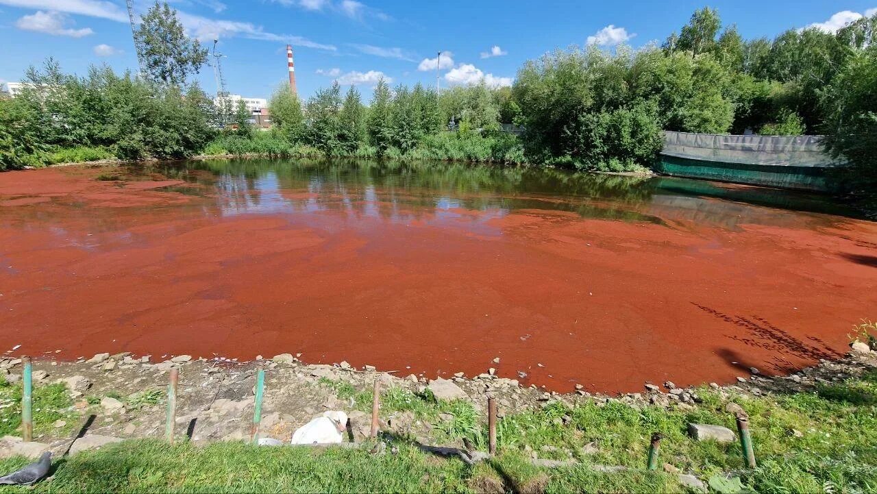 Красное озеро лагуна колорадо. Озеро лагуна колорадо в боливии. Почему вода в озере красная. Почему вода в озере красная. Dunaliella salina озеро.