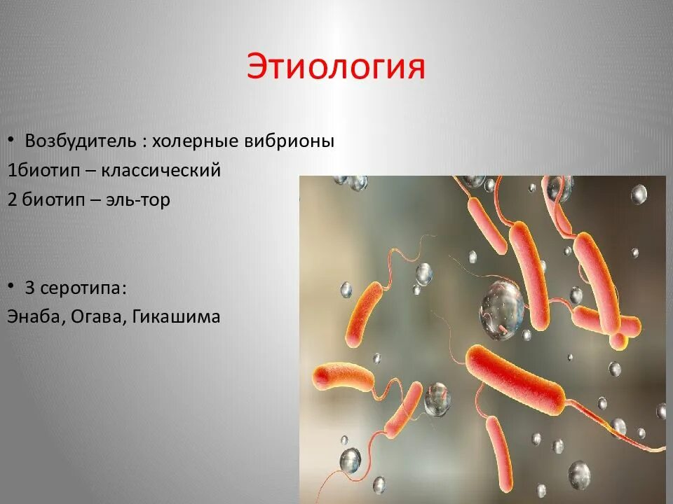 Лечение холеры у человека. Холерный вибрион этиология. Возбудитель холеры бациллы. Холерный вибрион болезни. Vibrio cholerae этиология.