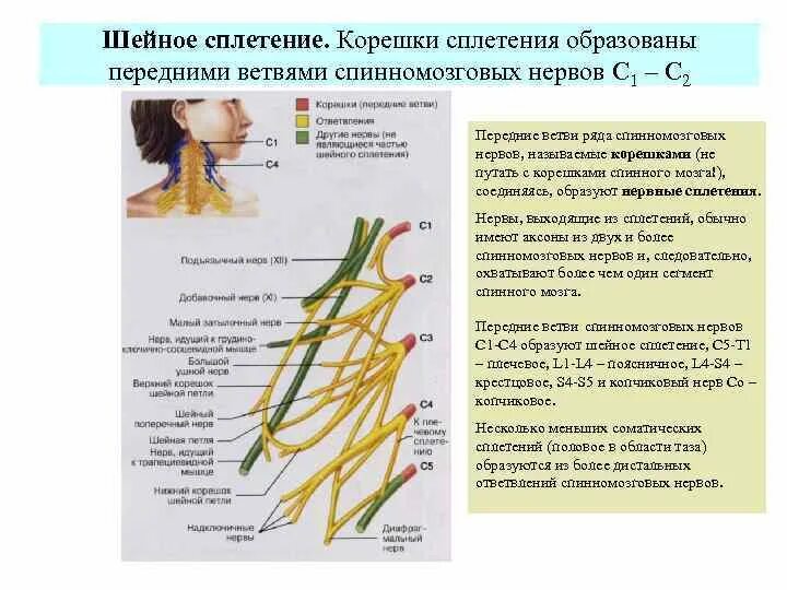 Ветви спинномозговых нервов иннервирующие. Шейное сплетение спинномозговых нервов. Шейное сплетение спинномозговых нервов сегменты. Нервные сплетения образованы ветвями спинномозговых нервов. Передние ветви спинномозговых нервов шейное сплетение.