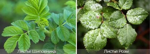 Отличие листьев розы от шиповника