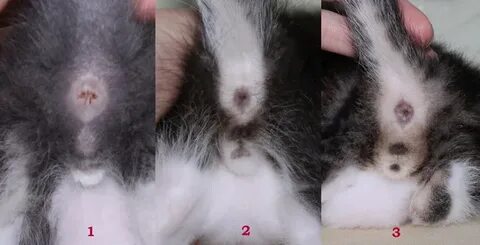 Какой пол у котенка