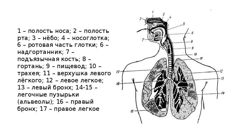 Пищевод и трахея расположение. Анатомия человека трахея и пищевод. Бронхи и пищевод.