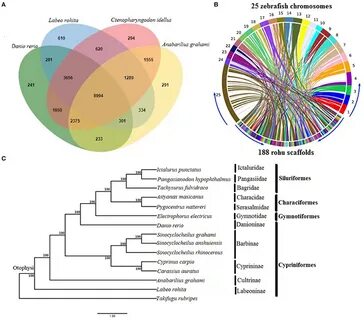 Comparative genomics