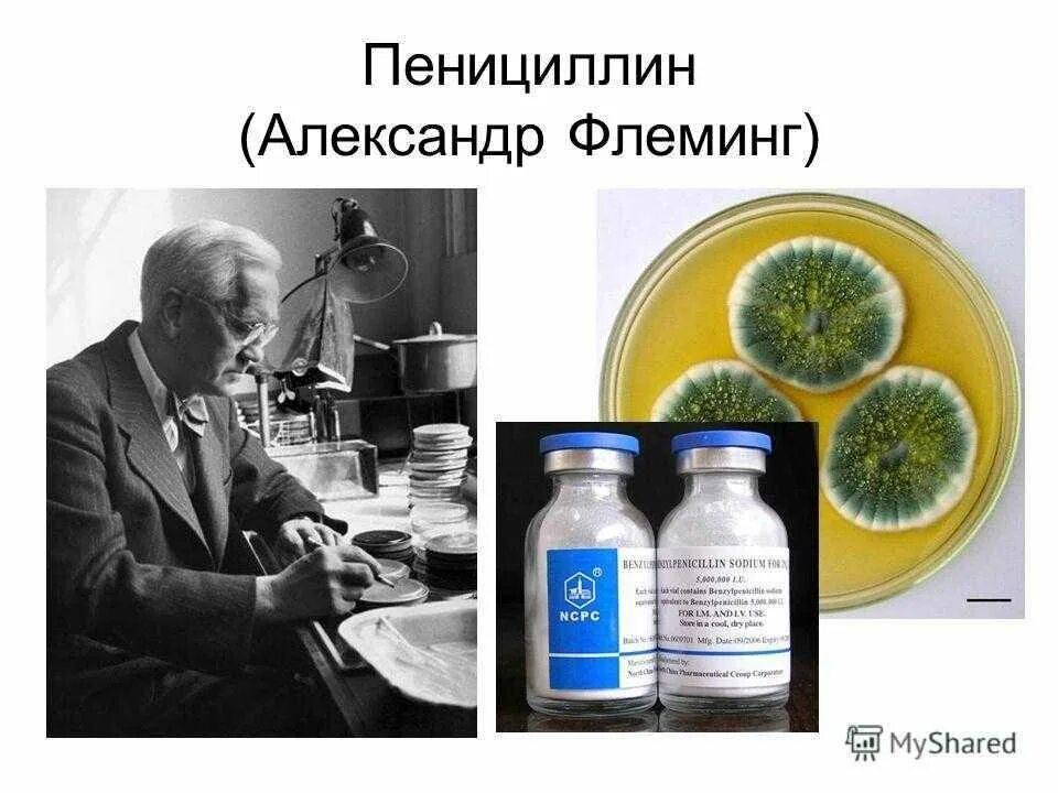 Кто первый открыл пенициллин. Первый антибиотик — пенициллин (а. Флеминг). Флеминг пенициллин открытие.