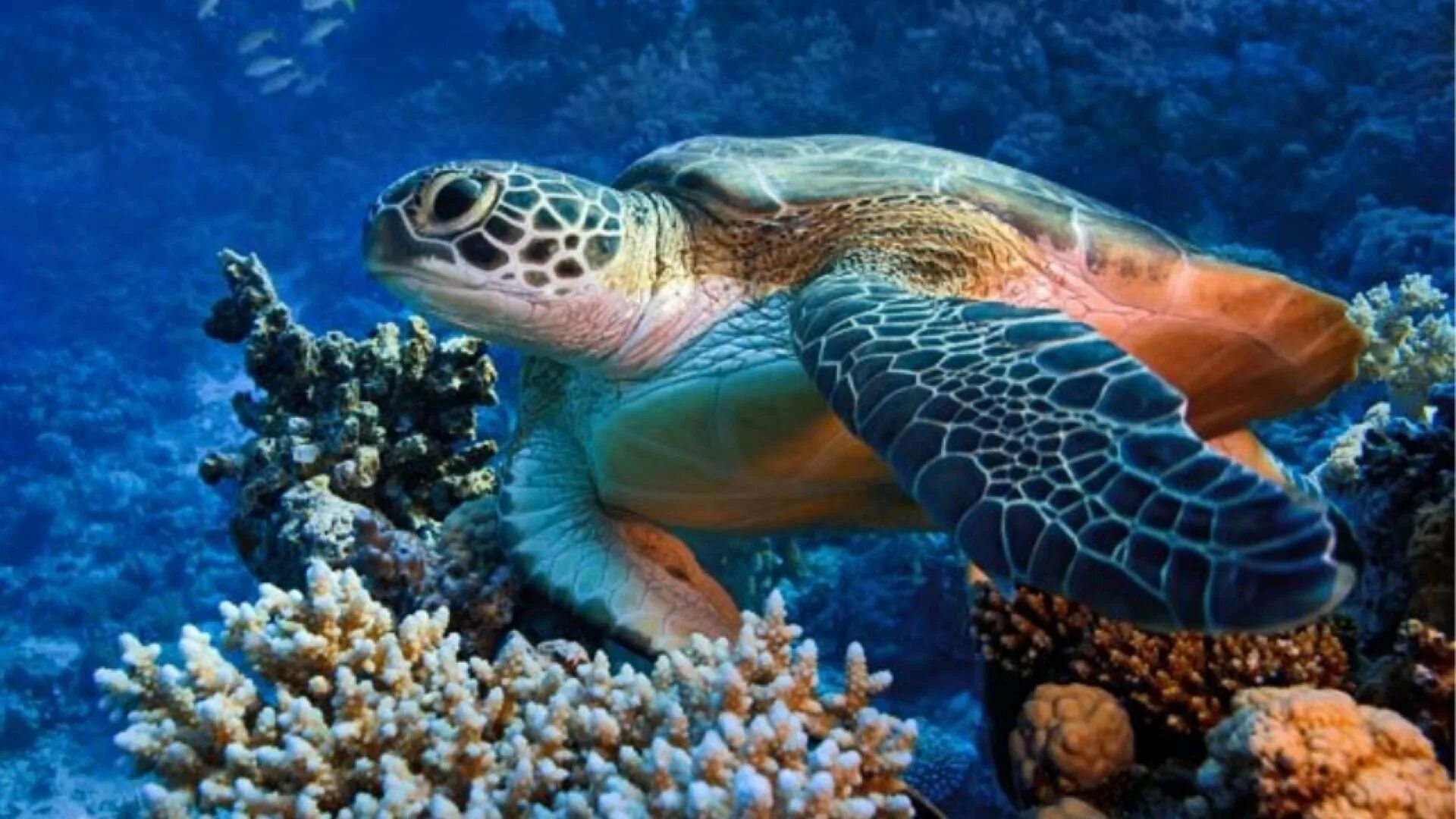Морской мир россии. Нектон черепахи. Морской Нектон. Морская черепаха в коралловых рифах. Атлантическая Ридлея черепаха.