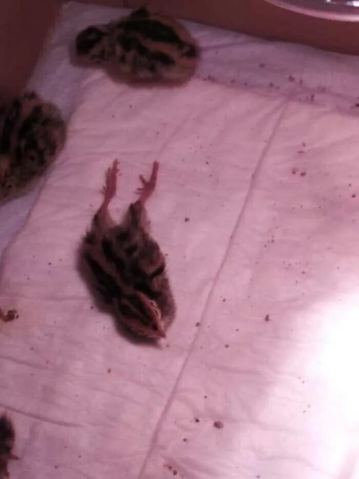 цыпленок вылупляется. птенец выращенный в рюмке. цыплёнок вылупился из яйца. вылупление перепелят из магазинных яиц. вырастить перепелов из магазинных яиц.