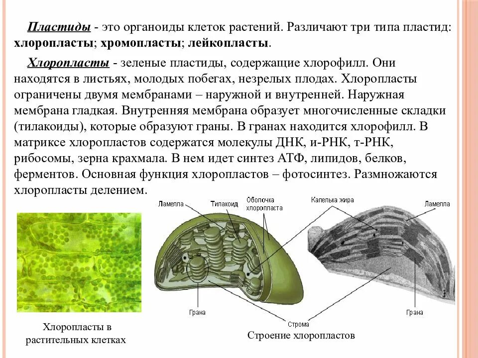 Пластиды встречаются в клетках растительных. Пластиды хлоропласты хромопласты лейкопласты функции. пластиды растений хромопласты. функции пластиды 5 класс биология. пластиды хлоропласты функции.