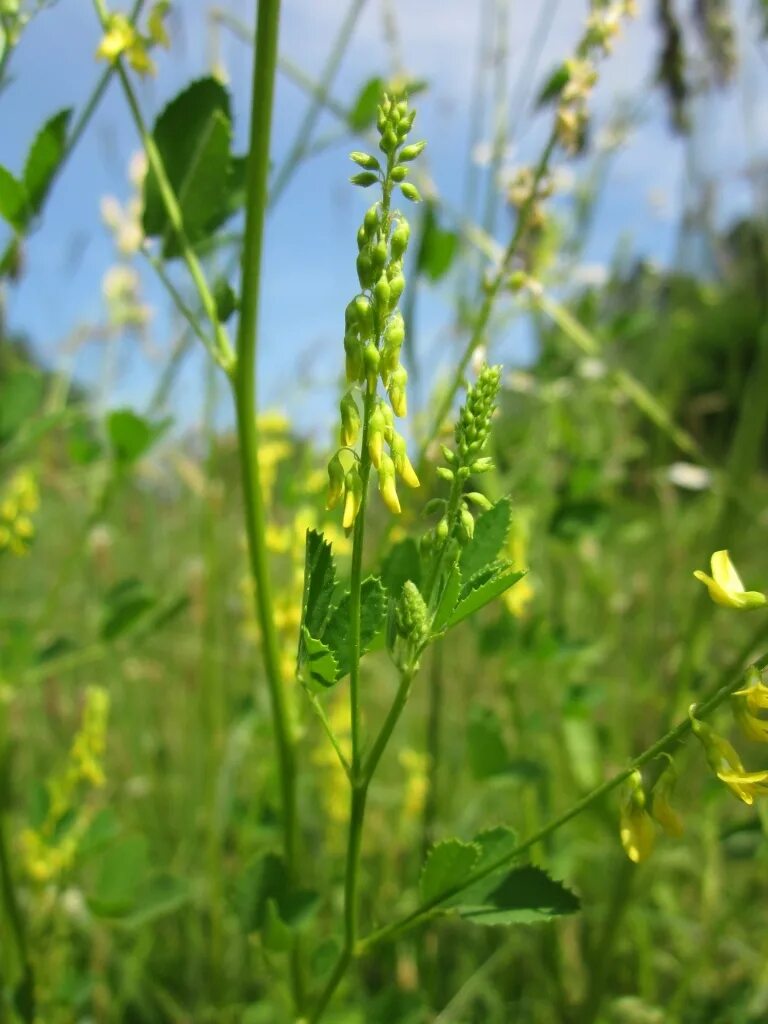 Донник melilotus officinalis. Донник лекарственный трава 50г. Донник луговой желтый. Донник лекарственный польза. Донник трава.
