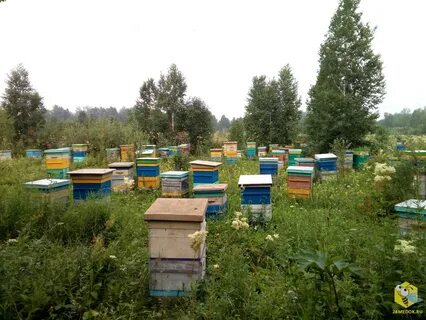 В деревне лимоновка открылась новая пасека