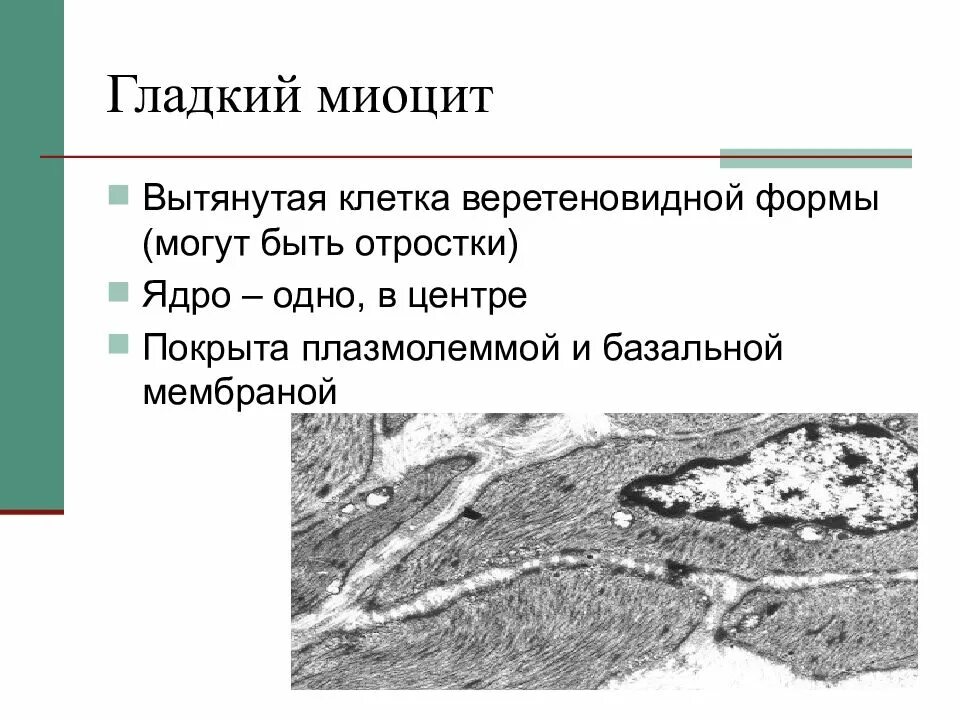 Состоят из многоядерных веретеновидных клеток. Миоциты это клетки. Миоциты веретенообразной формы с одним ядром. Базальная мембрана миоцитов. Гладкий миоцит.