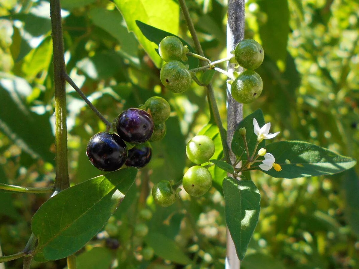 Паслен черный (Solanum nigrum). Паслен санберри. Паслён чёрный (Solanum nigrum l.). Санберри ягода. Паслен черный название